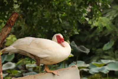 Close-up of a bird perching on a tree