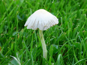 Close-up of grass growing on field