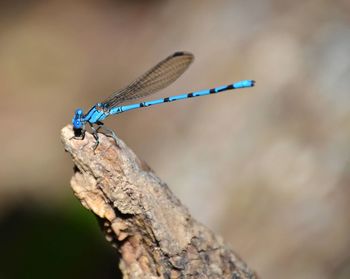 Close-up of dragonfly