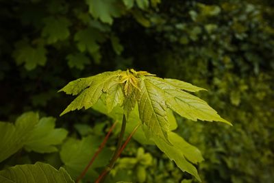 Close-up of green leaf on plant