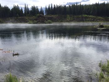 Ducks swimming in lake against sky