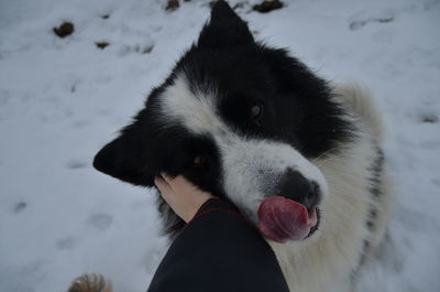 Close-up of dog on snow