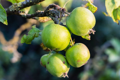 Close-up of fruits growing on tree