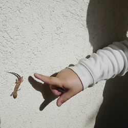 Close-up of hand holding cat