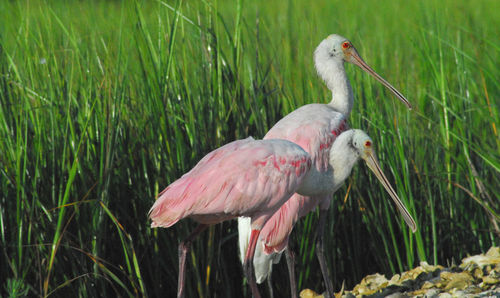 View of birds in grass