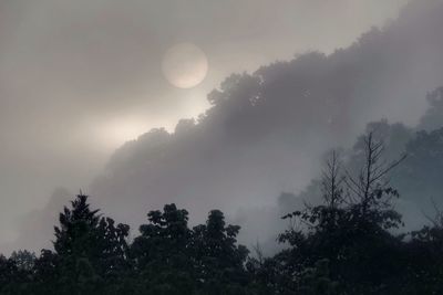 Low angle view of trees in forest against sky