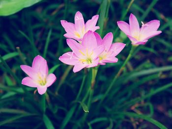 Close-up of pink flowering plant