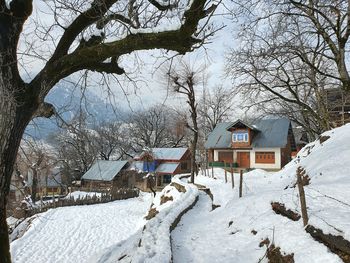 Bare trees on snow covered field by houses