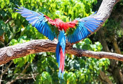 A parrot spreads its wings to show its multicolored feathers