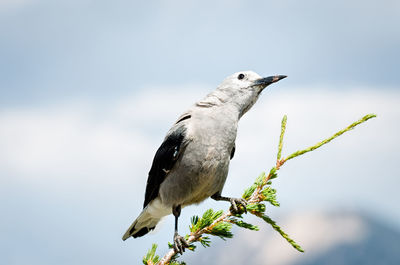 Close-up of clark's nutcracker perching on branch against sky