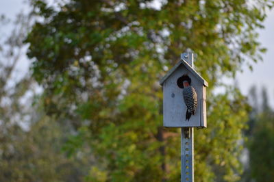 Close-up of road sign against trees