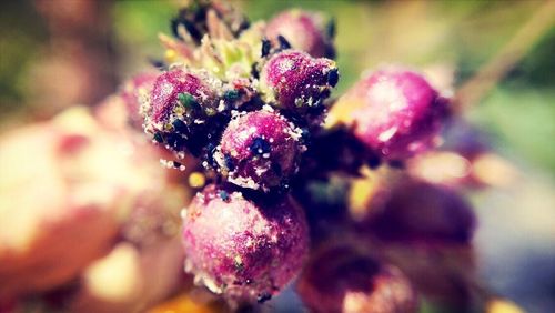 Close-up of purple flowers