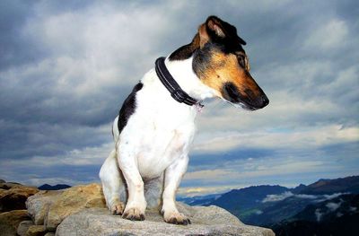 View of a dog looking away