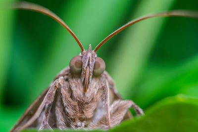 Close-up of insect