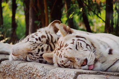 Cat sleeping in a forest