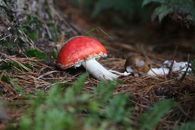 Close-up of fly agaric mushroom on field