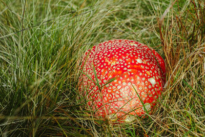 Poisonous red mushrooms in the grass