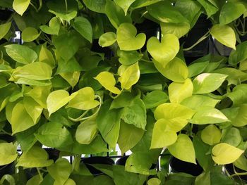 Full frame shot of leaves