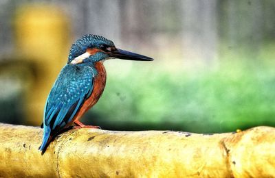 Close-up of a bird perching