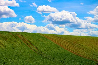 Scenic view of agricultural field against sky