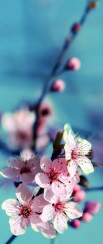 Close-up of cherry blossoms in spring