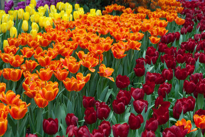 Full frame shot of multi colored tulips