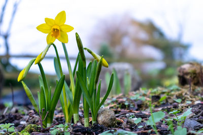 Close-up of yellow flowering plant on field