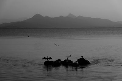 Silhouette birds on a lake