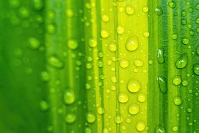 Full frame shot of raindrops on green leaves