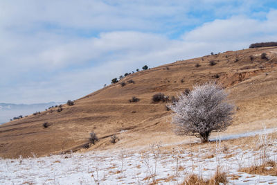 Trees on field against sky