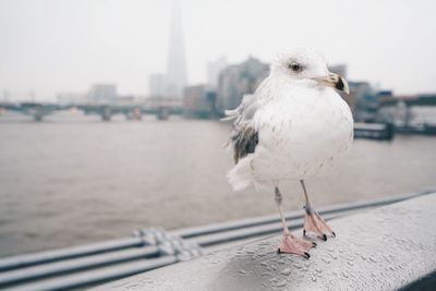 Seagull perching on retaining wall in city