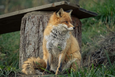 View of a cat looking away on field