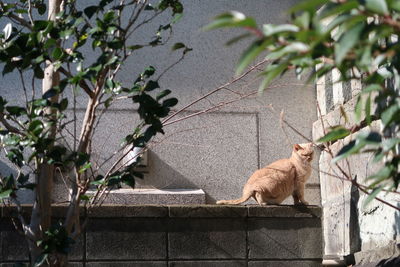 Cat sitting on wall