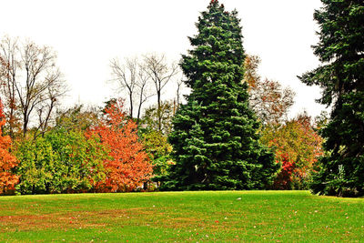 Trees and plants against sky