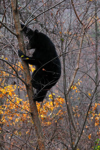 Black cat on bare tree