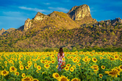 Rear view of mid adult woman standing amidst sunflowers against mountain