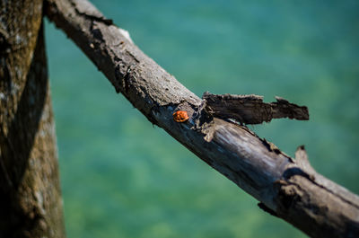 Close-up of insect on tree trunk