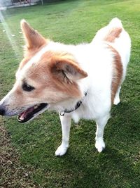 Close-up of dog on field