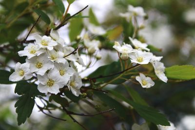 Close-up of white cherry blossoms in spring