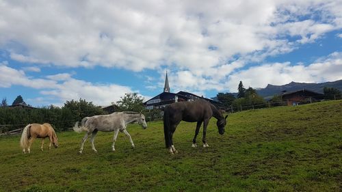 Horses in a field