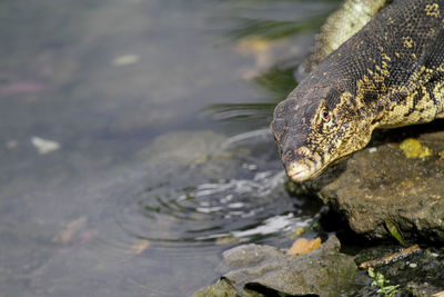 High angle view of turtle in lake