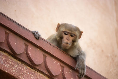 Nosey monkey looking down