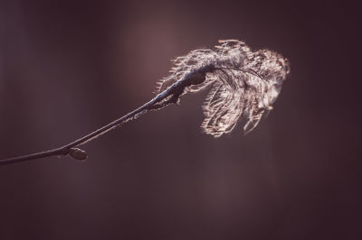 macro photography