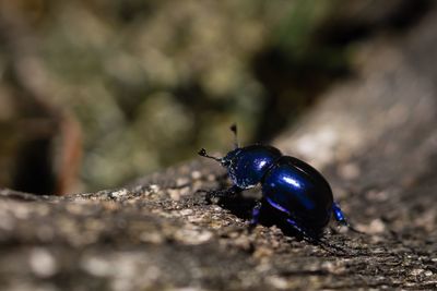 Blue beetle on wood