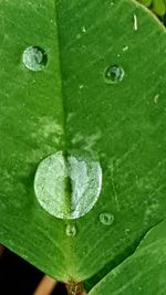 Close-up of plant