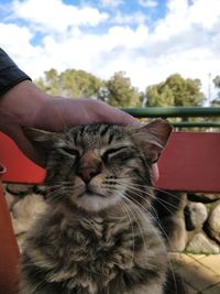 Close-up of hand with cat against sky