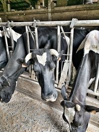 Cows in a pen