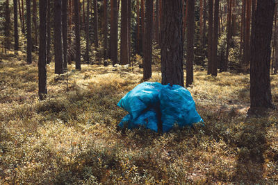 Rear view of person in forest