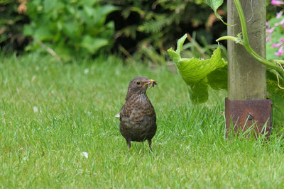 Bird perching on a field