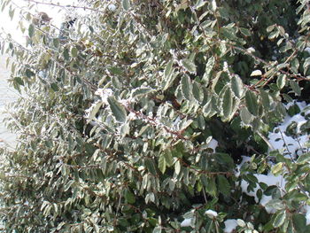 Close-up of plants